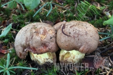 Boletus appendiculatus