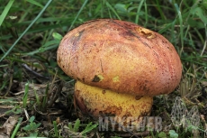 Boletus rhodopurpureus