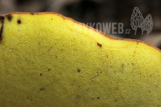Boletus legaliae f. spinarii