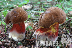 Boletus erythropus