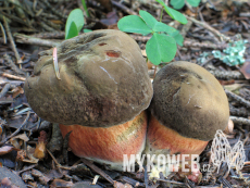 Boletus erythropus