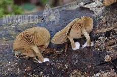 Simocybe sumptuosa