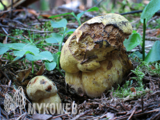 Boletus junquilleus