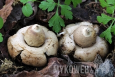 Geastrum lageniforme