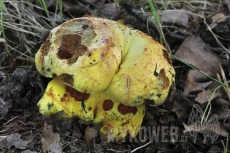 Boletus rhodopurpureus f. xanthopurpureus