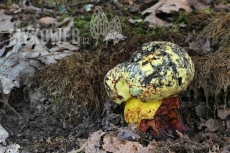 Boletus rhodopurpureus f. xanthopurpureus