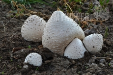 Chlorophyllum agaricoides