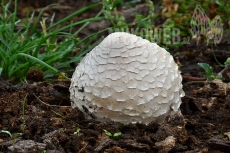 Chlorophyllum agaricoides