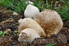 Chlorophyllum agaricoides