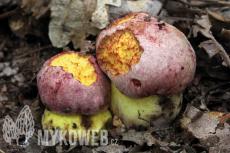 Boletus regius