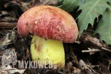 Boletus regius