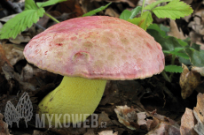 Boletus regius