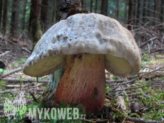 Boletus calopus