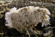 Kavinia alboviridis