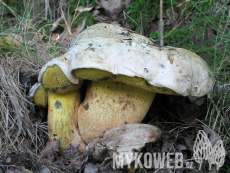 Boletus radicans