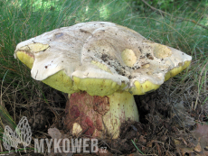 Boletus radicans