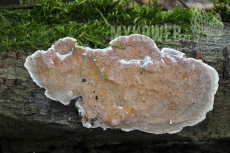 Gelatoporia dichroa
