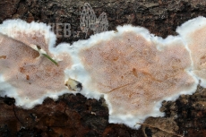 Gelatoporia dichroa