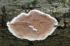 Gelatoporia dichroa