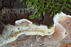 Gelatoporia dichroa