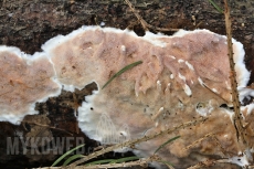 Gelatoporia dichroa