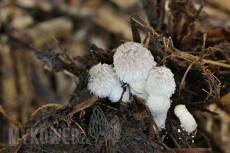 Coprinopsis cinerea