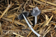 Coprinopsis cinerea