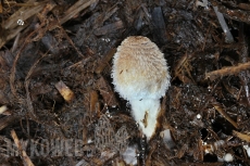 Coprinopsis cinerea