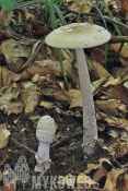 Amanita ceciliae