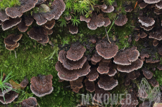 Thelephora terrestris