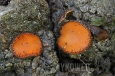 Scutellinia crinita