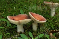 Russula vesca