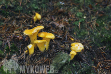 Cantharellus cibarius