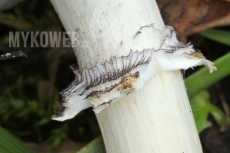 Stropharia melanosperma