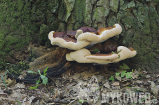 Ganoderma resinaceum