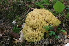 Ramaria flava