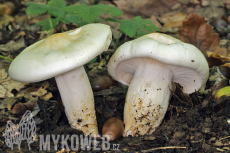 Hygrophorus penarioides