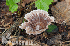 Thelephora caryophyllea