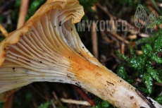 Cantharellus ferruginascens