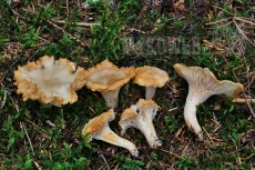 Cantharellus ferruginascens