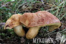 Aureoboletus moravicus