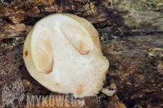 Volvariella bombycina
