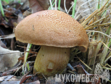 Aureoboletus moravicus