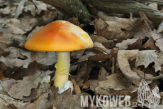 Amanita caesarea