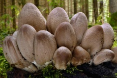 Coprinopsis acuminata