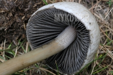 Panaeolus antillarum