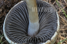 Panaeolus antillarum