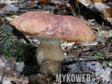 Leccinum albostipitatum
