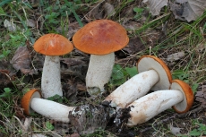 Leccinum albostipitatum
