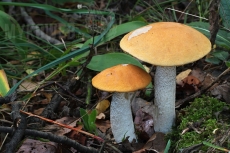 Leccinum albostipitatum